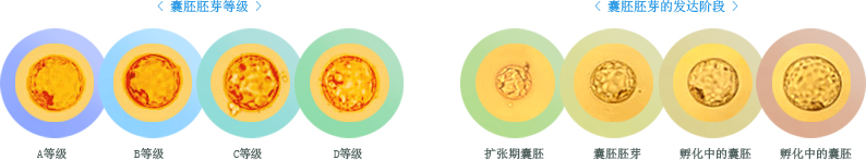 囊胚胚芽等级, 囊胚胚芽的发达阶段