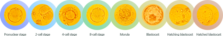 Pronuclear stage, 2-cell stage, 4-cell stage, 8-cell stage, Morula, Blastocyst, Hatching blastocyst, Hatched blastocyst