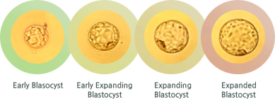 Early Blasocyst, Early Expanding Blastocyst, Expanding Blastocyst, Expanded Blastocyst